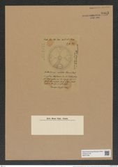 Aulacodiscus barbadensis Ralfs (de-Toni-Nr.: Genus 182, Species 4499) Zeichnungen Sammlung Grunow Nr. 8063 (NHMW-BOT-W0377384)